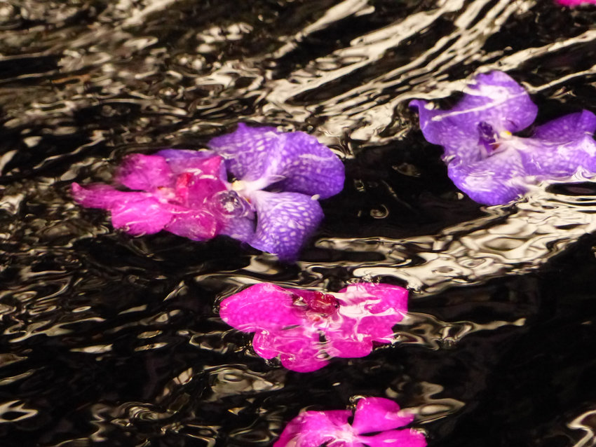 Vanda flowers like these float in the water as part of the annual orchid show at the New York Botanical Garden.
