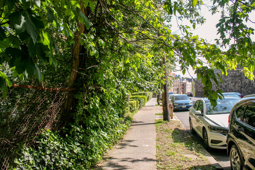 Poison ivy dangles overhead and is lined up along the chain-link fence and tree on the sidewalk south of the Riverdale and Greystone avenues intersection. Because of it, passersby need to walk with caution or risk contracting a rash.