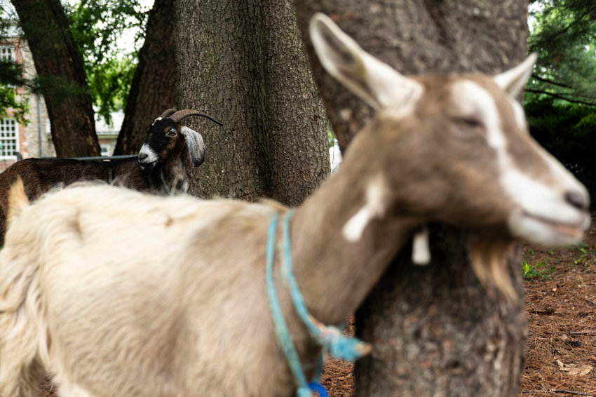 Taffy and Juliet, hanging out under shady trees on a sunny day, are two of the Van Cortlandt Park brought in for a summer of munching on invasive plants.