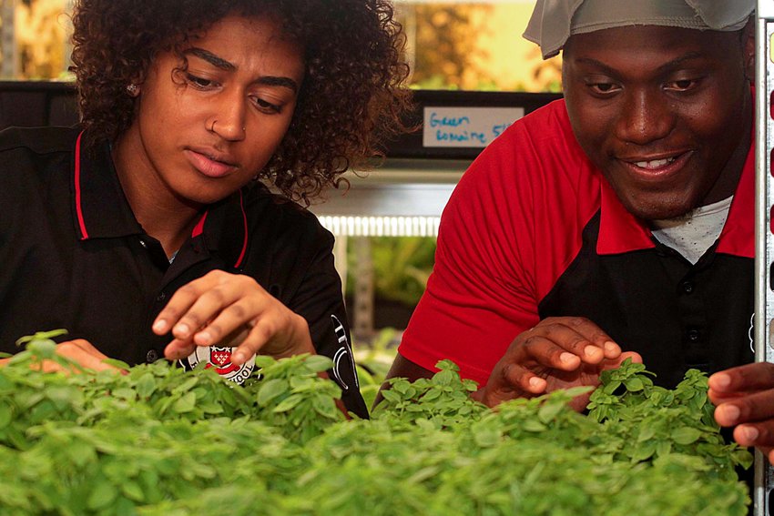 Teens for Food Justice, a Department of Education partner are on DeWitt Clinton High School grounds where they grow their own green vegetables on a farm located on the third floor of the building. It is hydroponic, a more advanced way to farm economically.