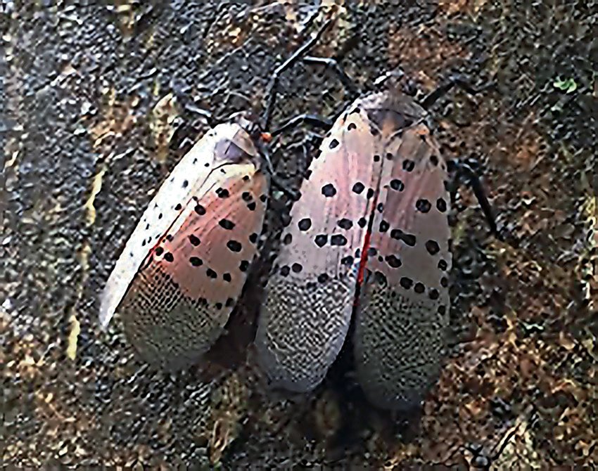 The spotted lanternfly, also known as the Chinese blistering cicada, is the latest invasive species to visit greater Riverdale. According to a reader, she had to call an exterminator to rid her porch of the plant-eating insects.
