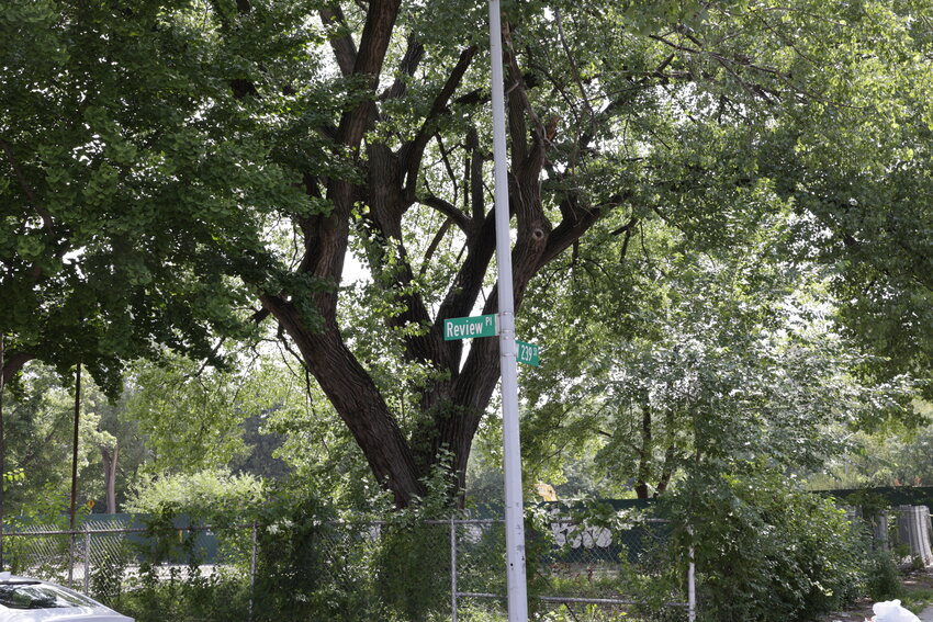 A cottonwood tree on the corner of Review Place and West 239th Street near the former Visitation church and school is the last vestige of what once was. Meanwhile, the school construction authority does not know what to do with it. Give it the axe, or let it be.