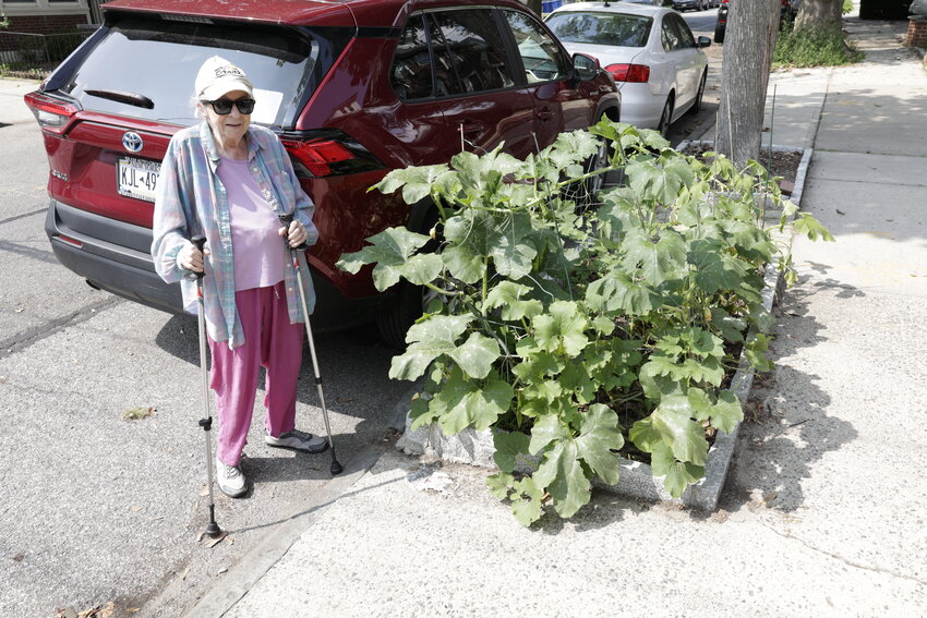 Joan McKiernan of Liebig Avenue has enjoyed her gardener&rsquo;s decision to transfer the contents of a compost heap to a small patch of grass next to her sidewalk. It has turned into a miracle garden producing squash and tomatoes.