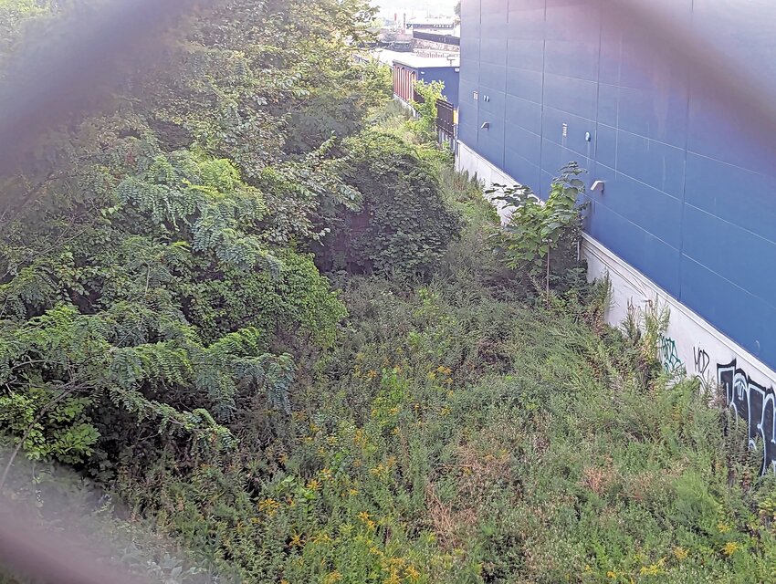 On Sept. 5, a member of the Bronx Council for Environmental Quality took a photo of the massive overgrowth on the right-of-way near the Tibbetts Brook daylighting/Putnam greenway extension property next to the Cube Smart building. Two days later, the area had been cleared on the day residents and members of the council took a tour of the property.