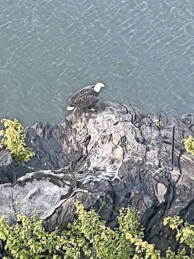 This bald eagle was spotted from the &lsquo;Blue Building balcony&rsquo; Sept. 19 overlooking the Harlem River on the rocks just south of the Spuyten Duyvil Metro-North train station.