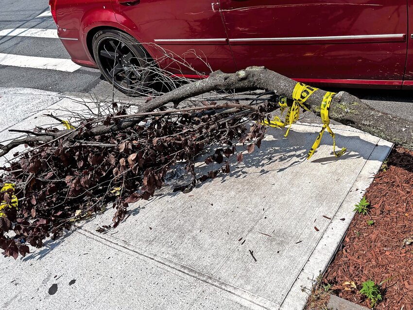 No city agency seems to want to be responsible for this tree, which fell over July 5 at the corner of West 234th Street and Kingsbridge Avenue, blocking a portion of the sidewalk.