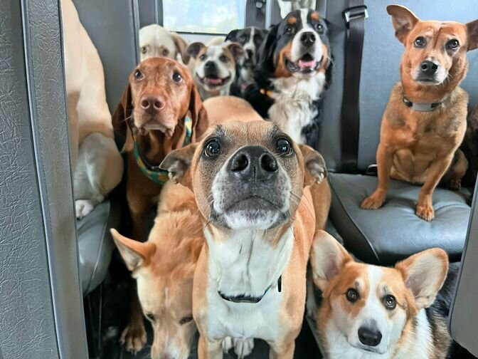Some dogs prefer to settle in their seats, while others enjoy roaming around in the van of Well Rounded Hound pet daycare.