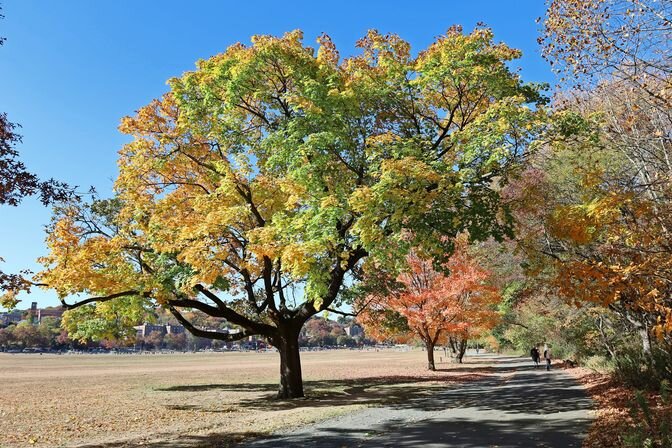The Van Cortlandt Park Alliance depends on federal grants and funding to properly maintain the 1,146-acre park,  the fourth largest in NYC.