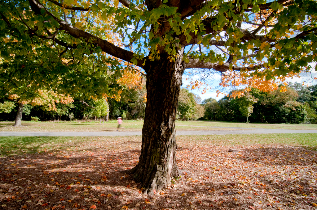 October 14-15, 2010 - Bronx, NY : A lone sugar maple, which has sat at the eastern edge of the Van Cortlandt Park parade grounds for decades, is losing its leaves. The Park service is working on saving this majestic tree.
