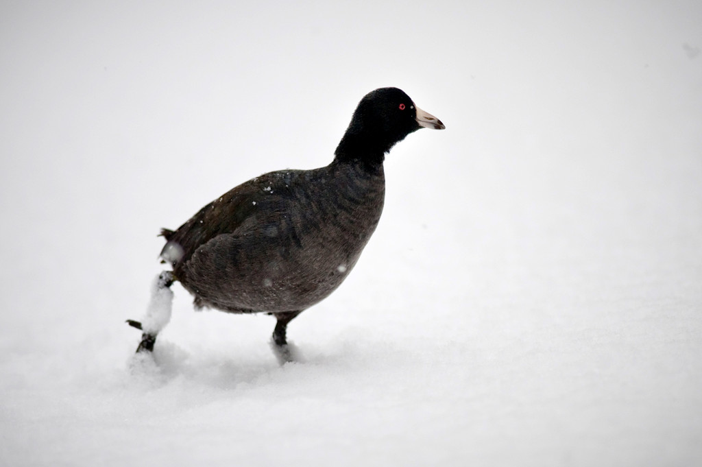 An American Coot walks over the frozen and snow-covered Van Cortlandt Lake on Jan. 25.