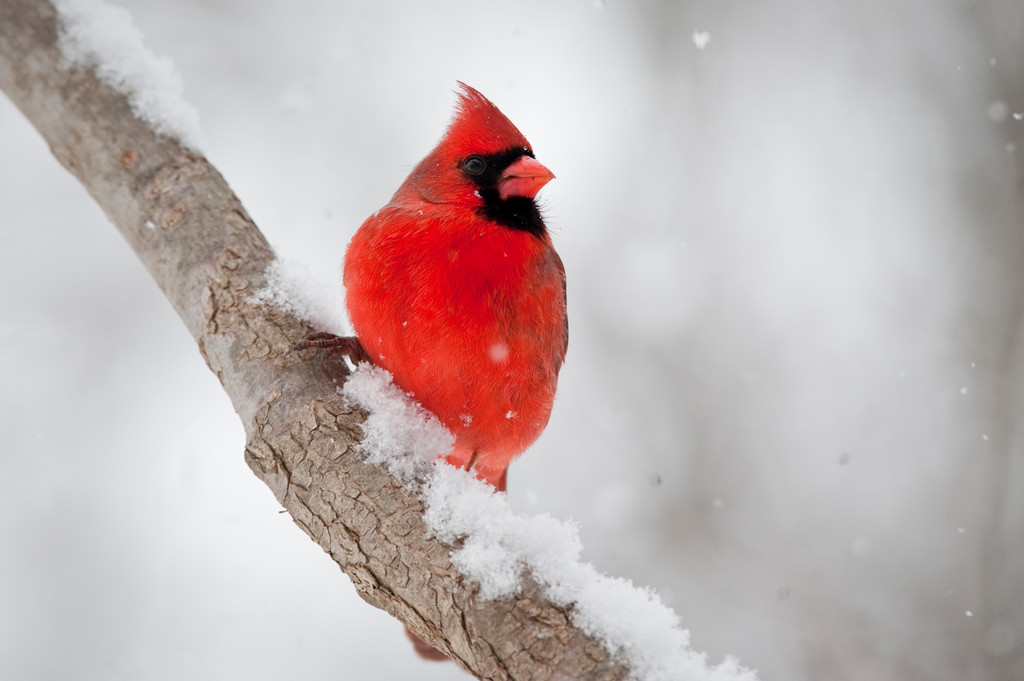 A cardinal rests on a snowy branch in Van Cortlandt Park on Jan. 25.