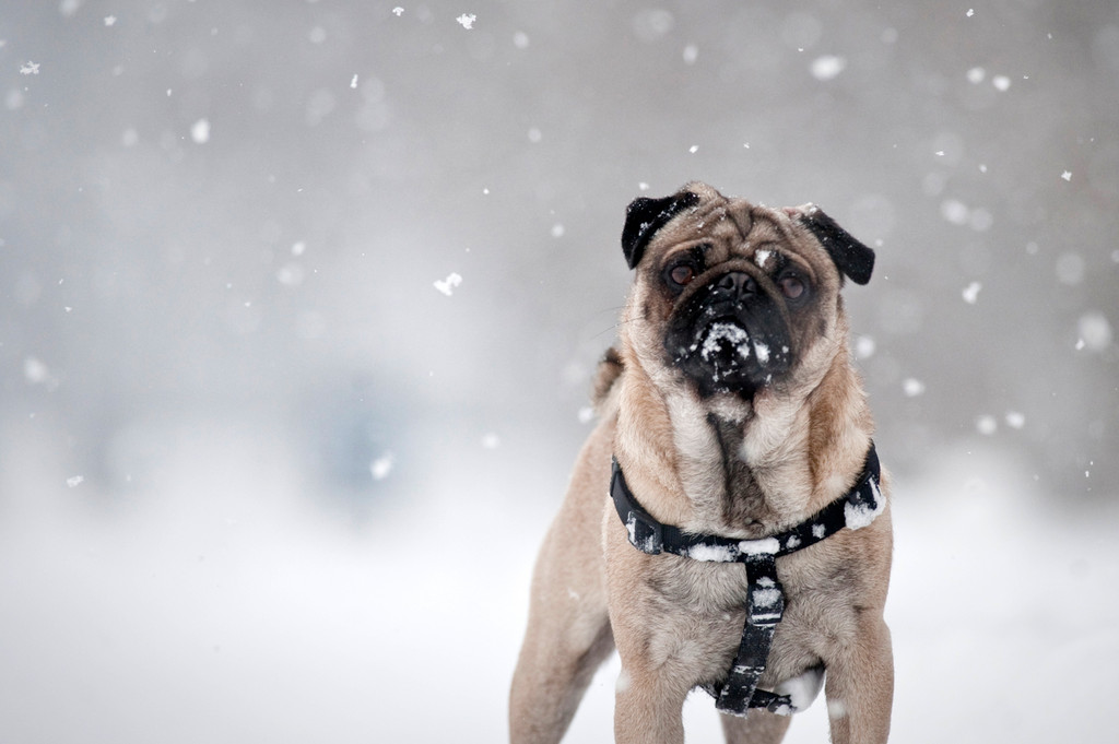 A pug named Max stands amidst the snow flakes in Van Cortlandt Park on Tuesday, Jan. 25.