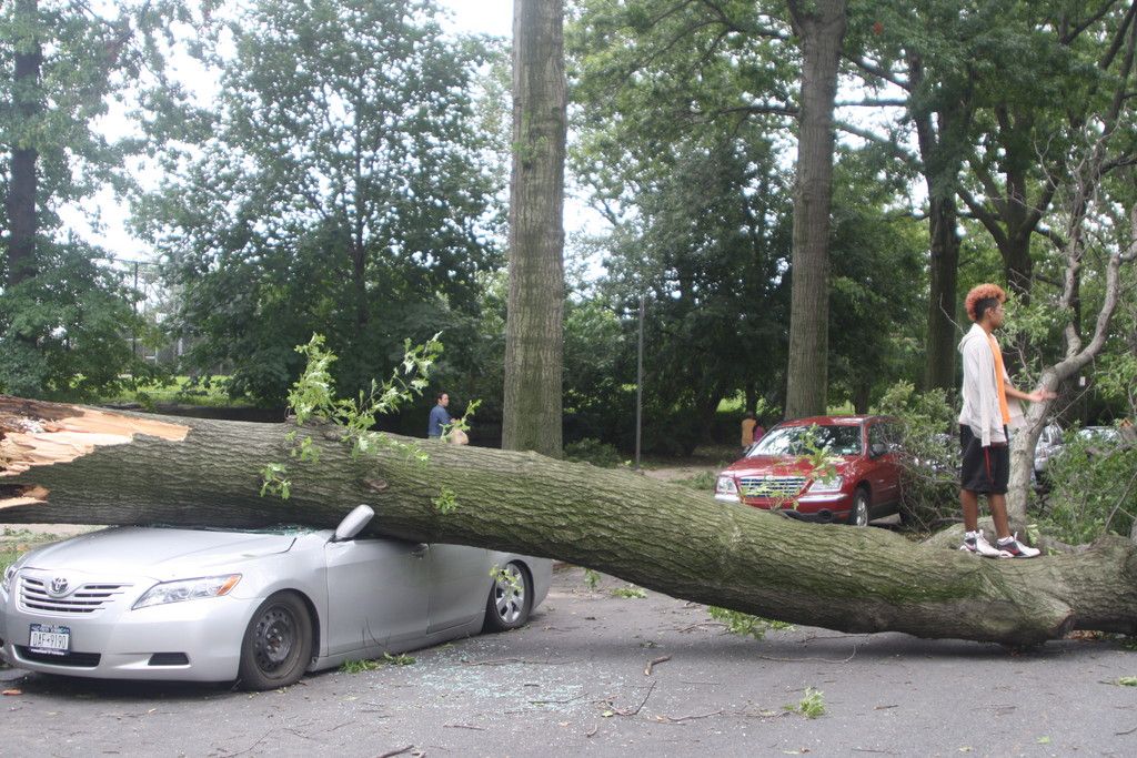 A tree lies across a Toyota parked on Sedgwick Avenue Sunday afternoon.