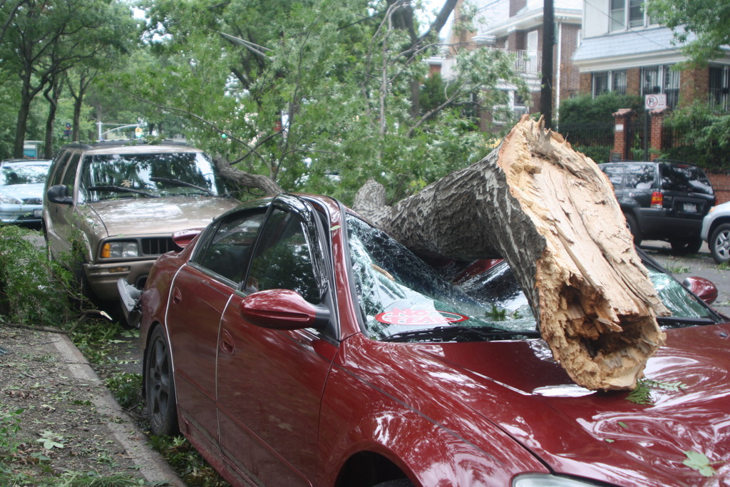 A tree limb came down on top of a car parked on Sedgwick Avenue.