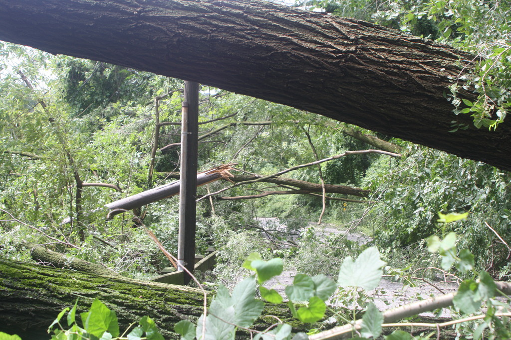 Multiple trees fell down on Edsall Avenue near the Spuyten Duyvil Metro-North station.