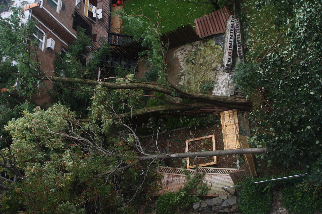 A bird's eye view of a fallen tree in the backyard of a house on Independence Avenue near West 231st Street.