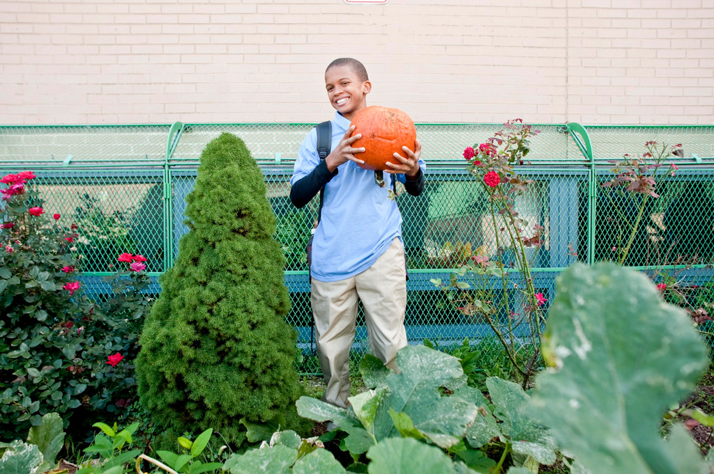 Twelve-year-old Monroe Tillman, a seventh grader at PS 244, harvests a pumpkin on Monday morning.