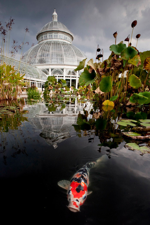 A koi swims in the waters of a reflecting pool in the courtyard of the Enid A. Haupt Conservatory at the New York Botanical Garden on Sept. 30.