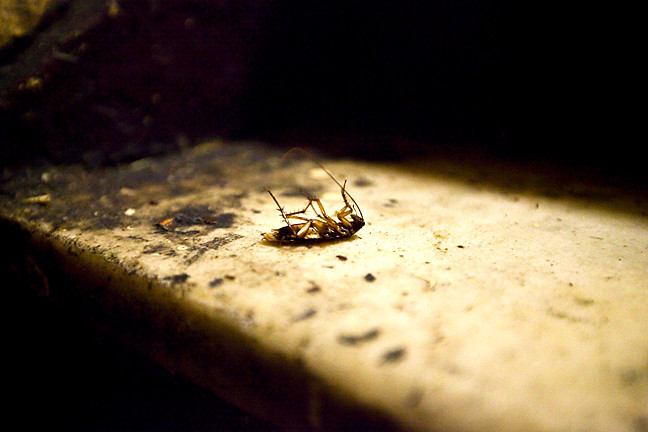 A dead roach on the steps inside 2239 Creston Ave.