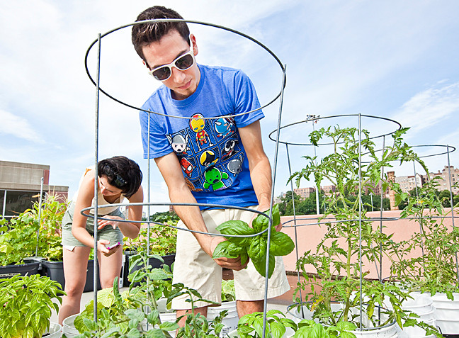 Gabriel Quiroz, 21, a Manhattan College student harvests basil among other vegetables on the rooftop of a college parking garage on Saturday.