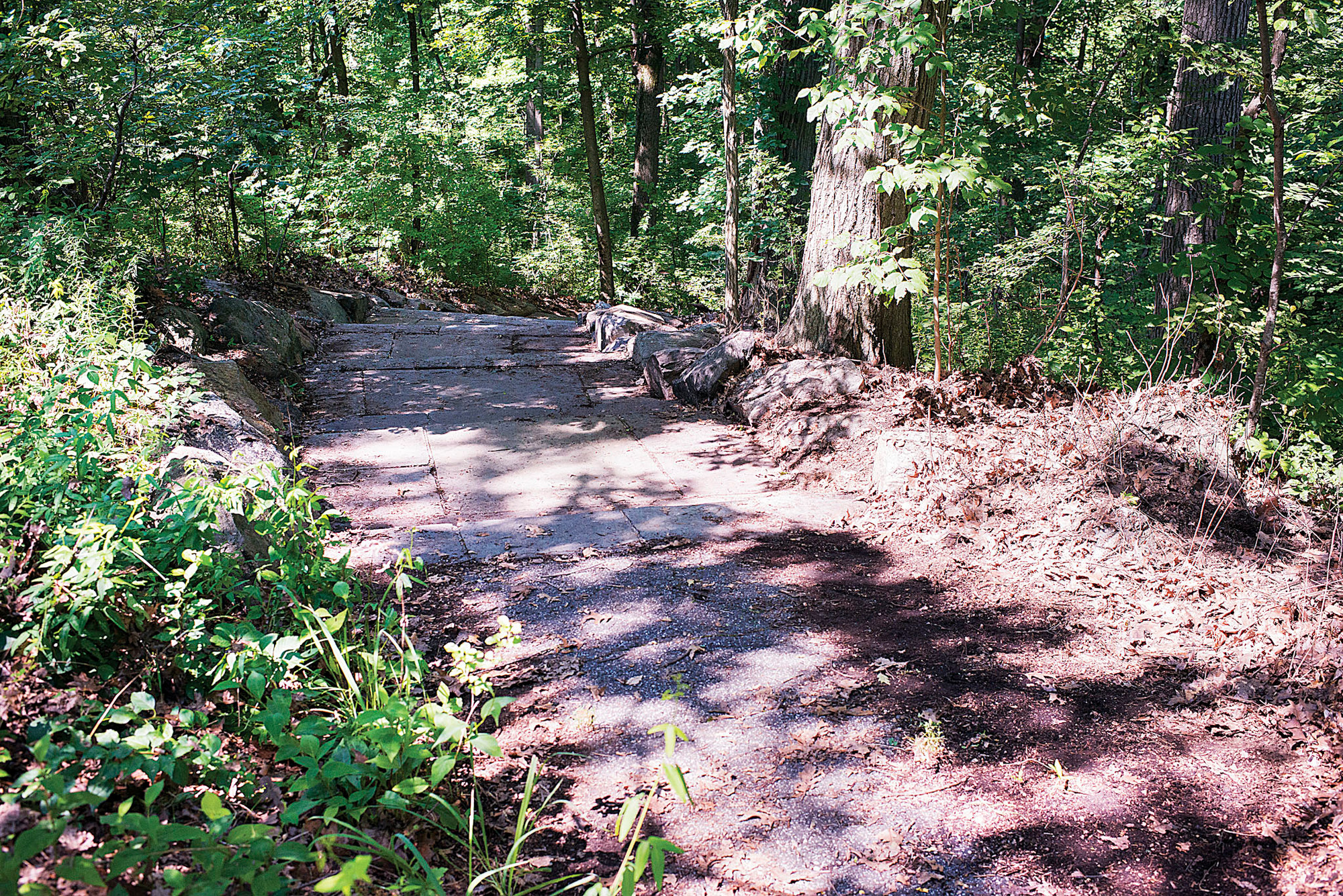Part of the trails cleared by a group of young men and women in Van Cortlandt Park on July 16 as part of a summer jobs program.