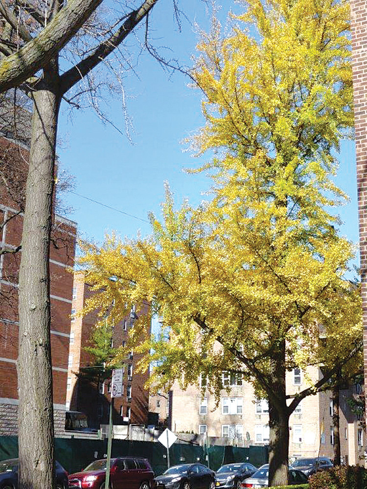 One of the adult gingko trees in North Riverdale this November.