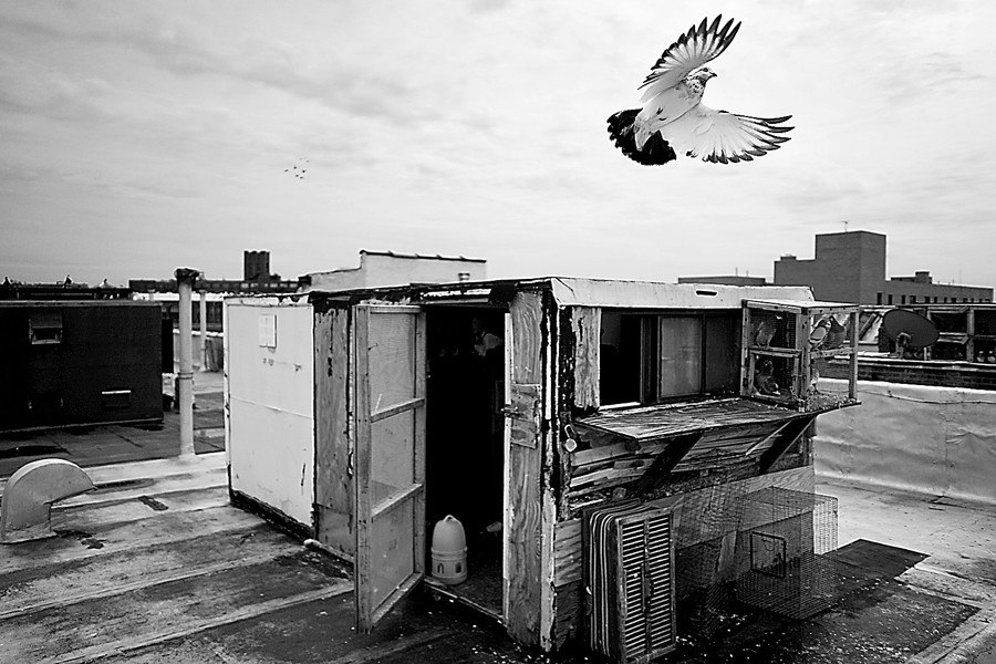 A pigeon takes flight from its rooftop coop in the South Bronx in November. The image is part of an exhibit of young photographers' work