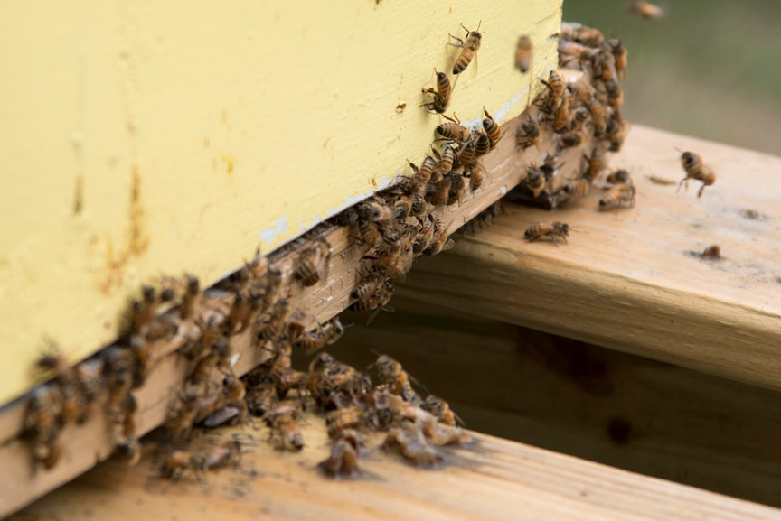 More than 400,000 honey bees live at Woodlawn.