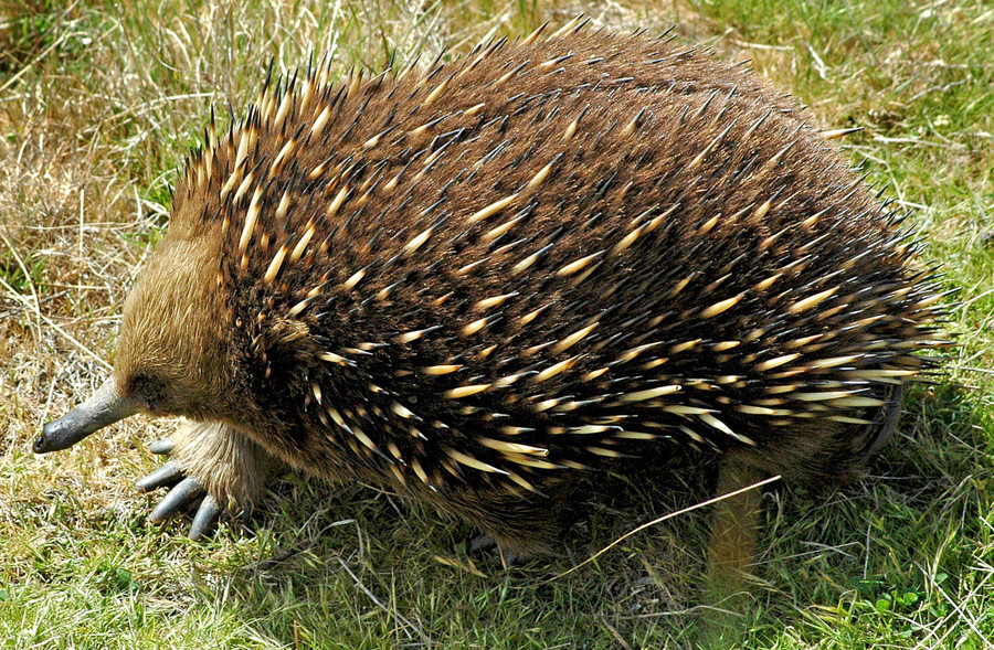 The echidna is a spiny anteater native to Australia and New Guinea.