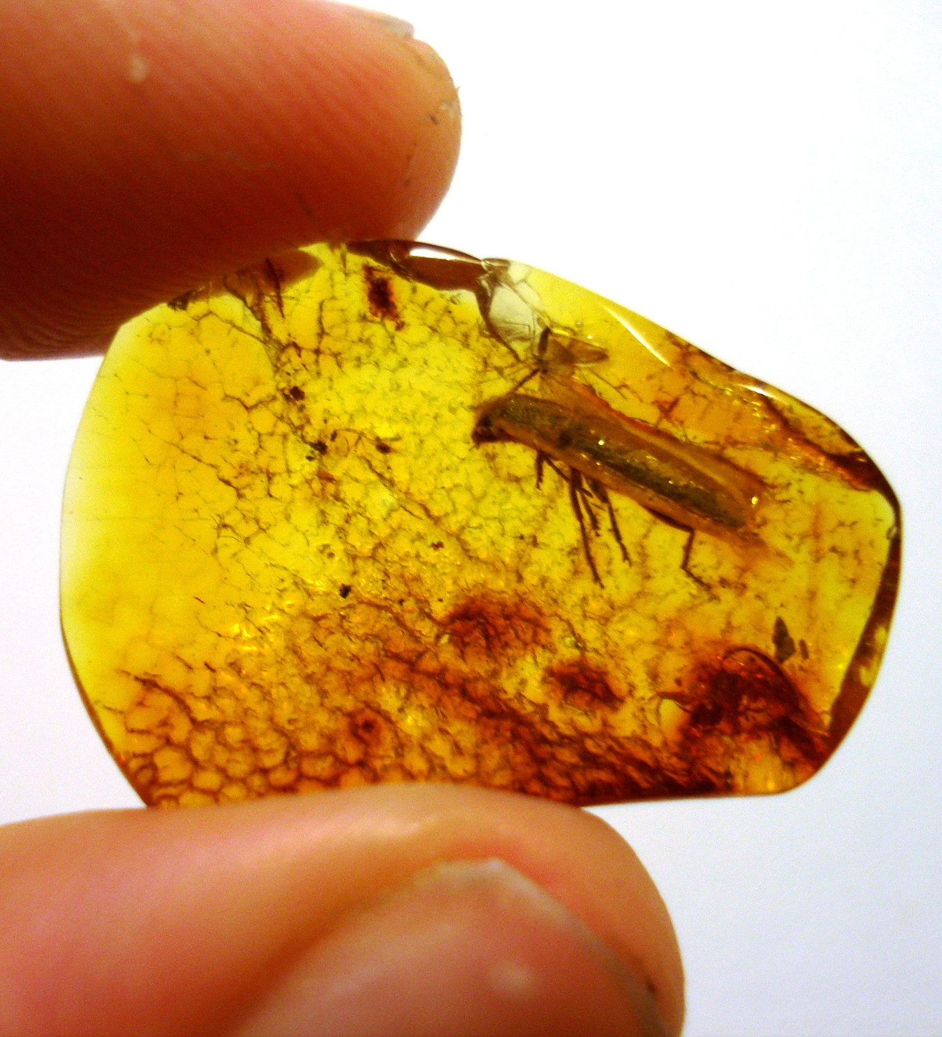 Amber — fossilized resin from various trees — have preserved pieces of nature for millions of years, creating a direct and three-dimensional window into the past.
