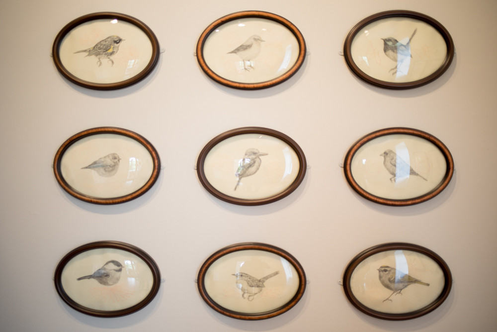 Tanya Chaly's drawings of birds evoke 19th-century images of the natural aviators. Her work is on view in Wave Hill's new exhibition, 'Avifauna: Birds + Habitat.'