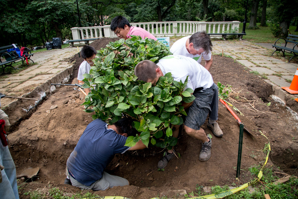 The Stewards of Henry Hudson Park collectively pull a shrub out of the ground in the park. The volunteer group works every year to revamp and revitalize Henry Hudson Park.