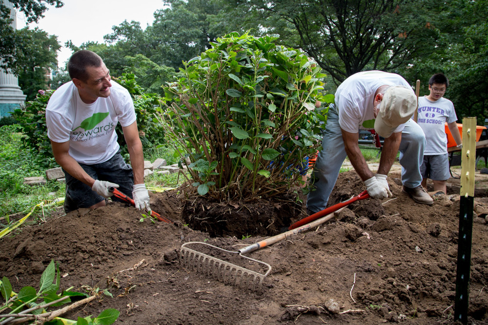 Stewards of Henry Hudson Park co-founders Daniel Reynolds and Mark Mason, right, work on safely removing a plant from the ground as part of an effort to revamp and revitalize the park.