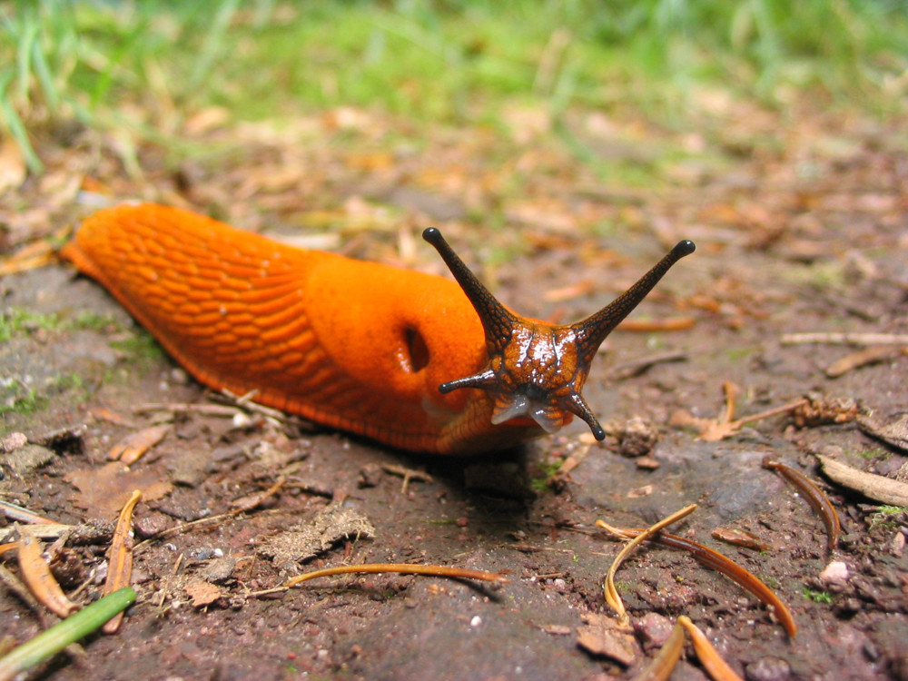 The arion rufus, otherwise known as the red slug, is commonly found in gardens.