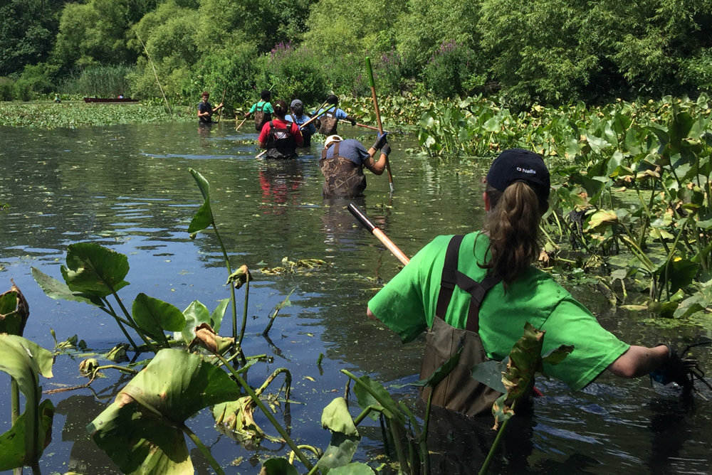 Interns for Friends of Van Cortlandt Park work with the park’s conservancy to remove non-native invasive aquatic water chestnuts from Van Cortlandt Lake last July. The Friends of Van Cortlandt Park are merging with the park’s conservancy later this year, and the Friends’ 18-member board already has been pared down to just five.