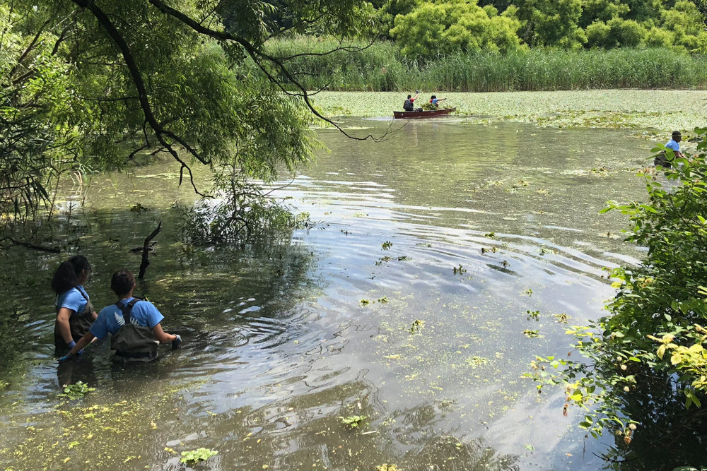 Volunteers with the Friends of Van Cortlandt Park and the Van Cortlandt Park Conservancy work to remove water chestnuts from the park’s lake last July. The two organizations will soon become one: the Van Cortlandt Park Alliance.