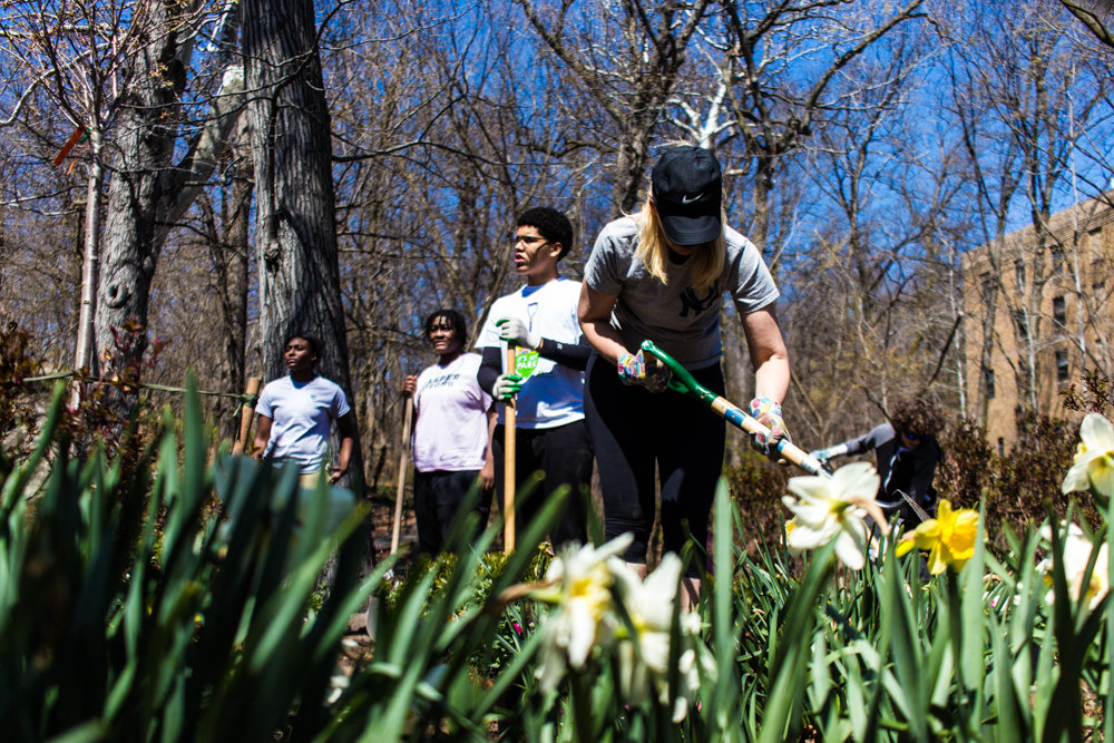Joanne Nolan, a volunteer with the Stewards of Brust Park, digs a hole last year. Nolan, at the time, was a newer member of the organization, and more recently helped plant 1,000 daffodils throughout the park at West 242nd Street and Manhattan College Parkway.