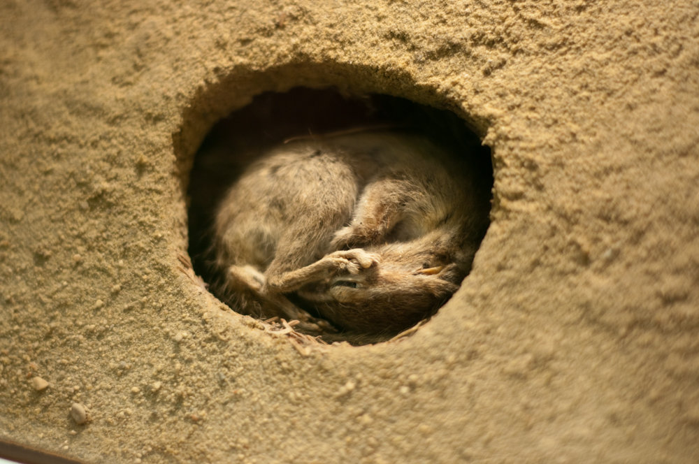Hibernation is not as cut and dry as many might think. There are animals who can’t be awaken for anything, while others might wake up — or never be in that deep of a sleep in the first place.