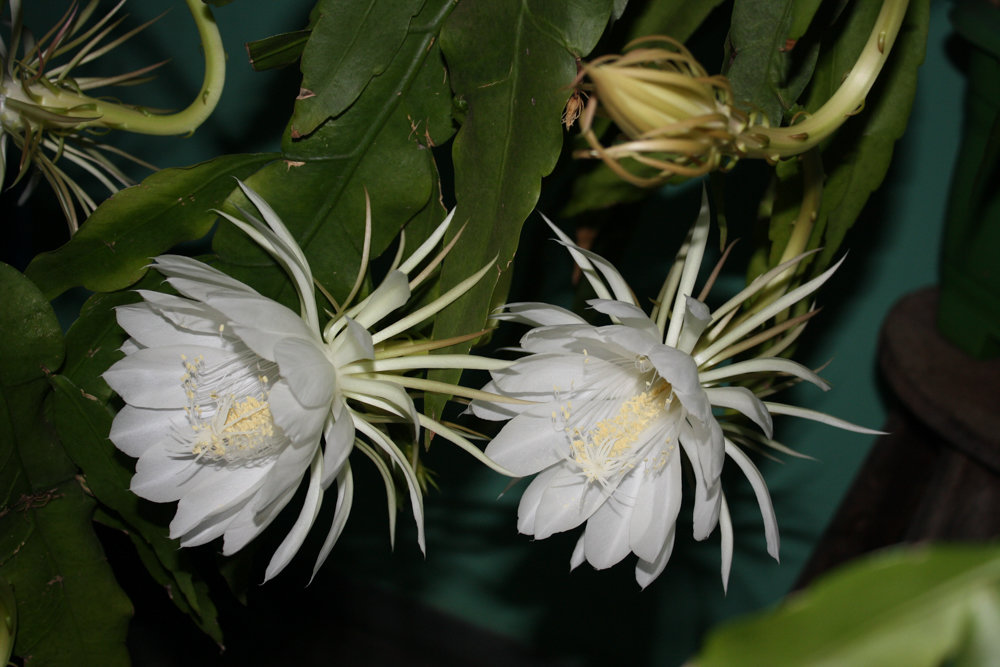 The Epiphyllum oxypetalum is a plant that has been made popular by the recent success of the book and film ‘Crazy Rich Asians.’
