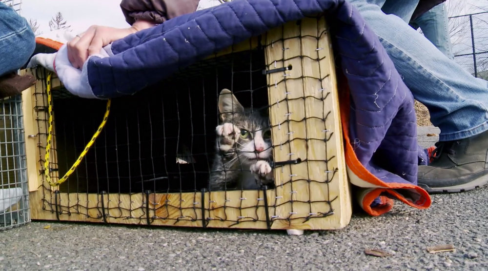 A cat paws at the mesh of a trap in a scene from the documentary film ‘The Cat Rescuers.’ The cat is later taken to a vet to be spayed or neutered, as well as vaccinated.