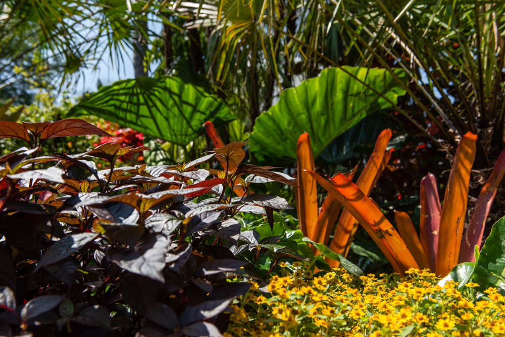Roberto Burle Marx often mixed colors and shapes in his garden creations with a particular preference for native plants, given his biodiversity and conservation concerns.