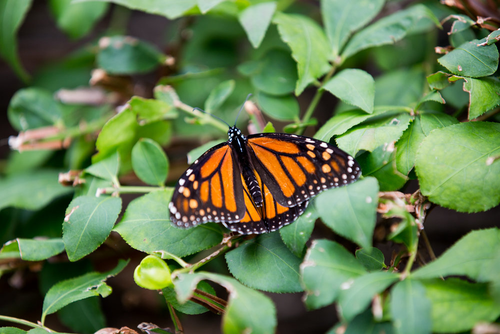 A butterfly rests on a bush in a garden designed by Rebecca Allan at 2500 Johnson Ave.