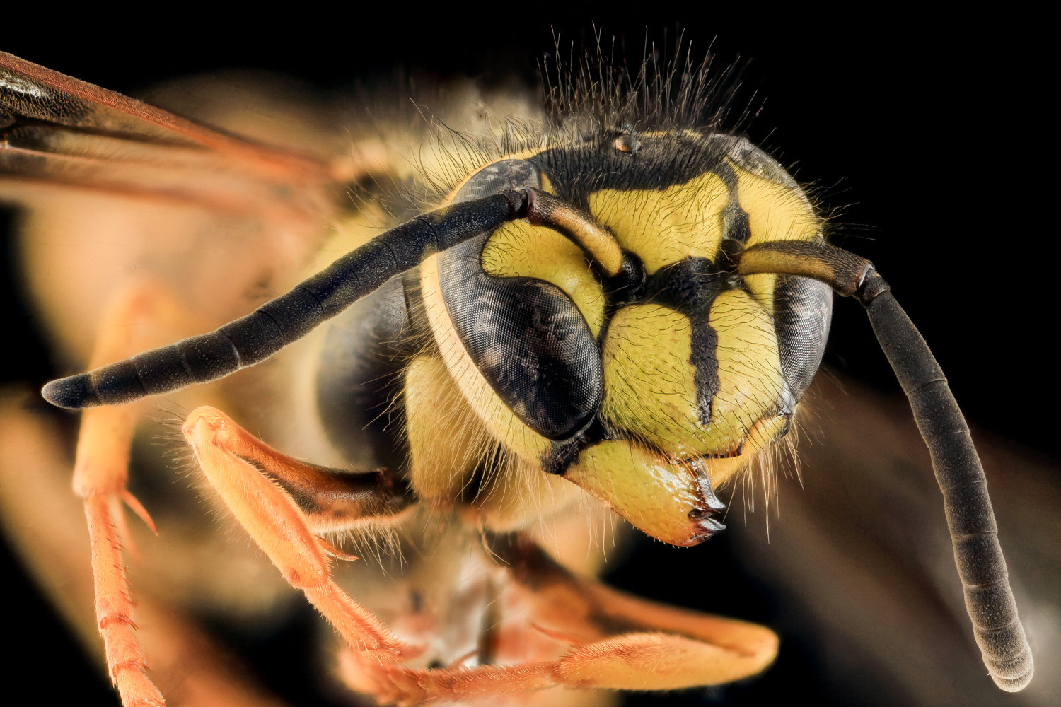 Yellow jackets aren’t bees. Instead, they’re wasps. And when we see them gives us a good idea of what time of year it is.