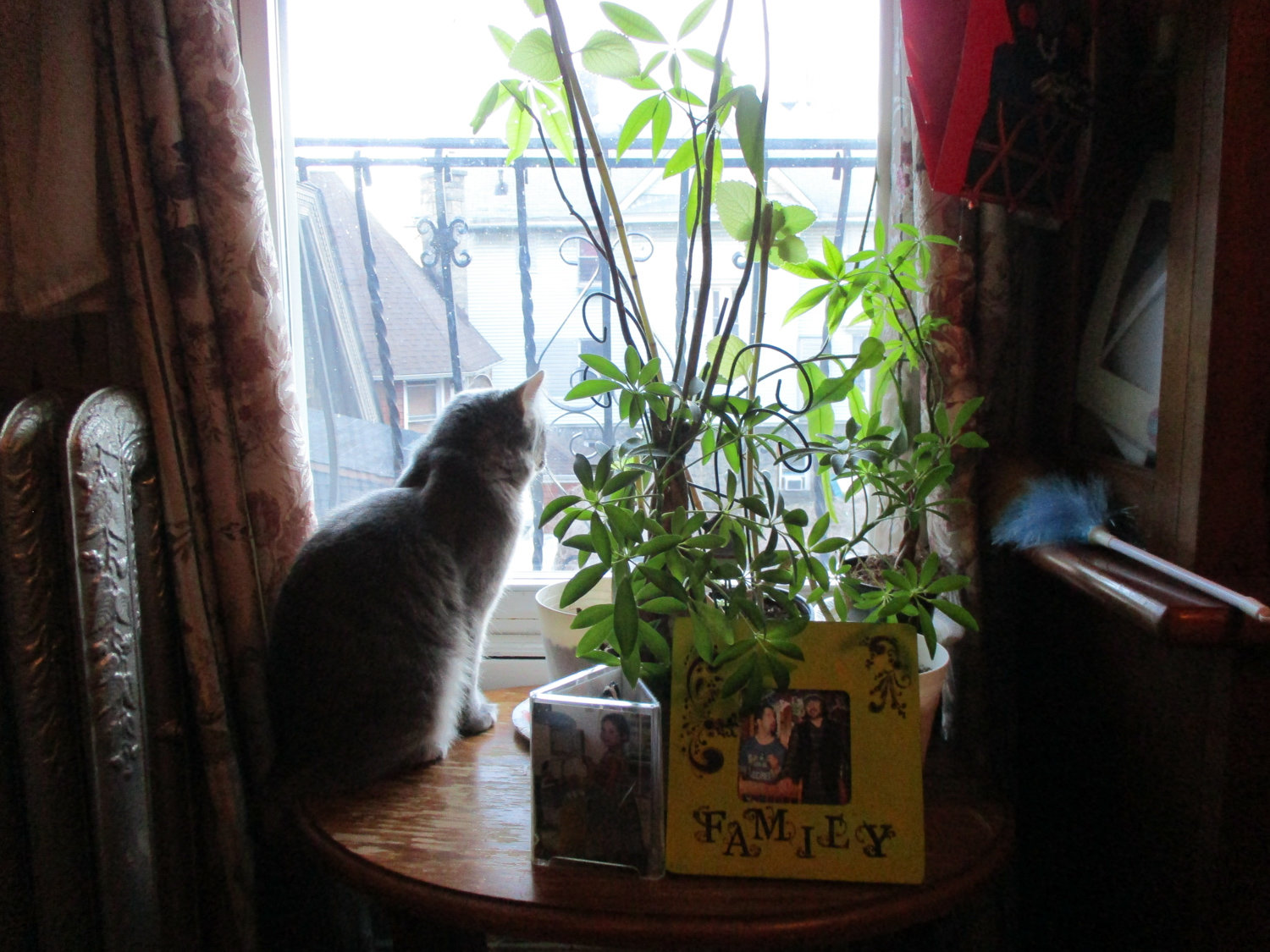 Bronx Senior Photo League member Carmen Moyer photographed a tranquil scene of her cat looking out the window.