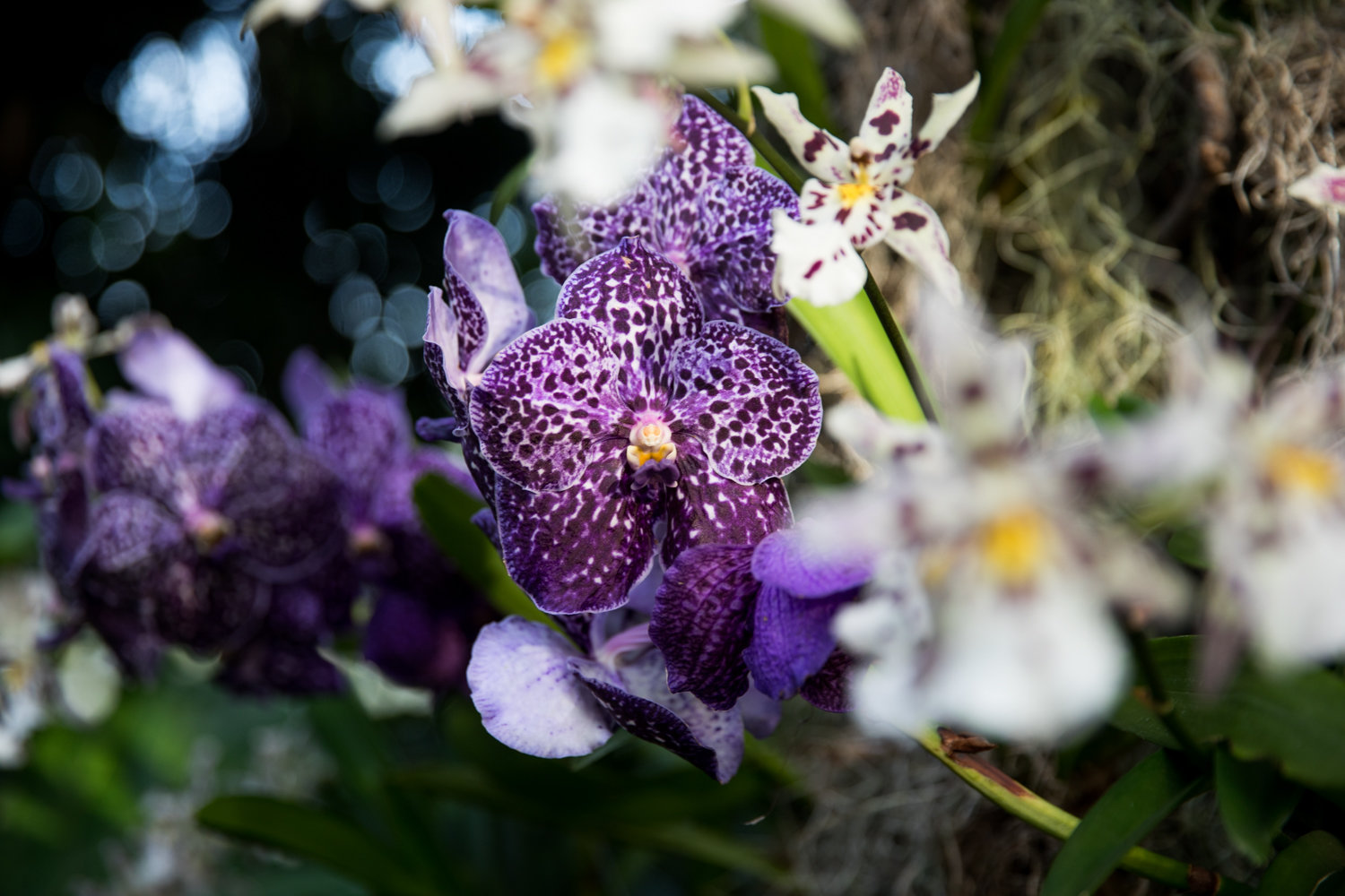 The Sunanda Jeff Leatham is an orchid of the Vanda variety named for the famed floral designer Jeff Leatham, who designed this year's orchid show at the New York Botanical Garden. It’s on display through April 19.