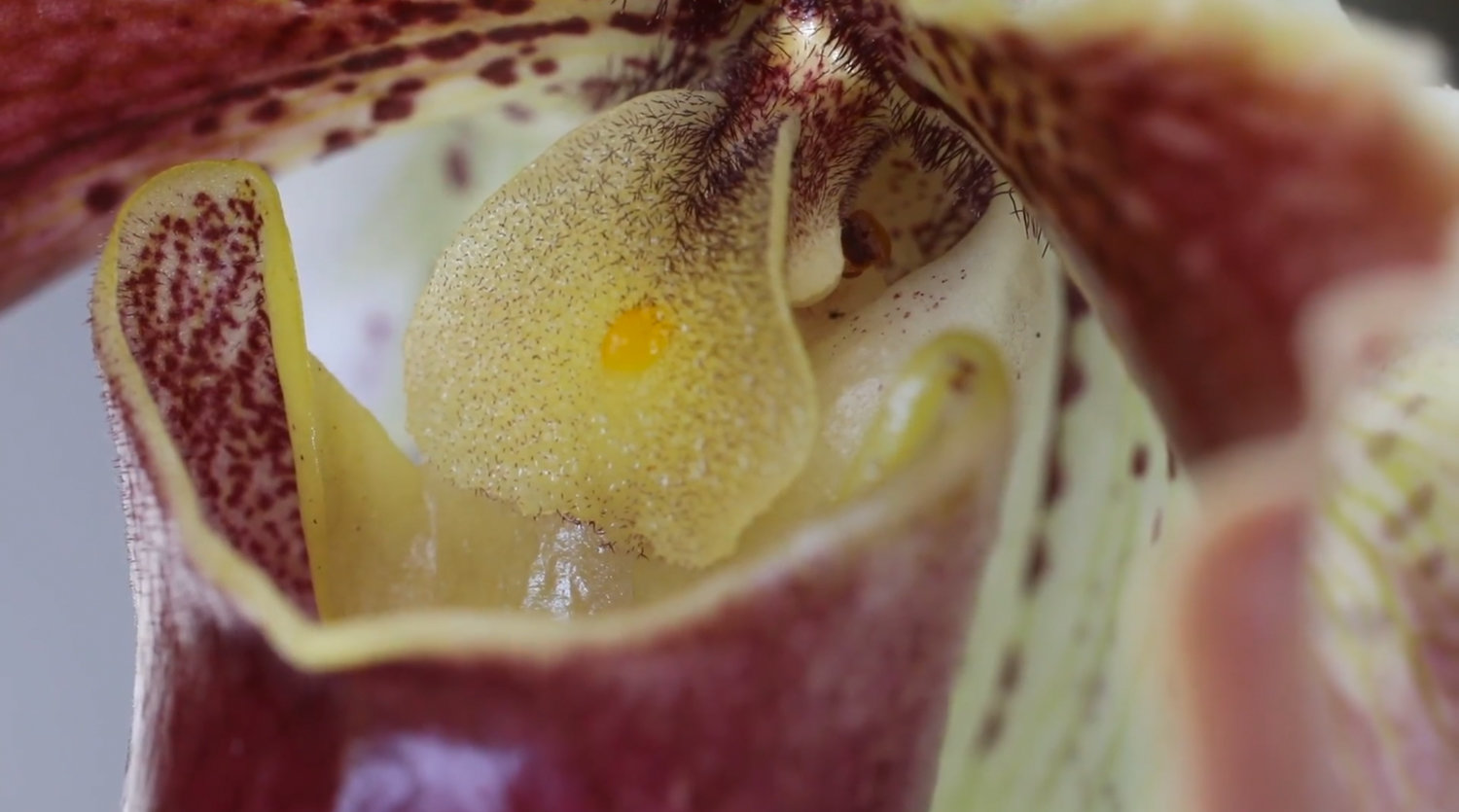 During a recent ‘Happy Hour at Home,’ viewers were offered a close-up look at a lady’s slipper orchid at the New York Botanical Garden, which has put many of its offerings online as a result of the coronavirus pandemic.