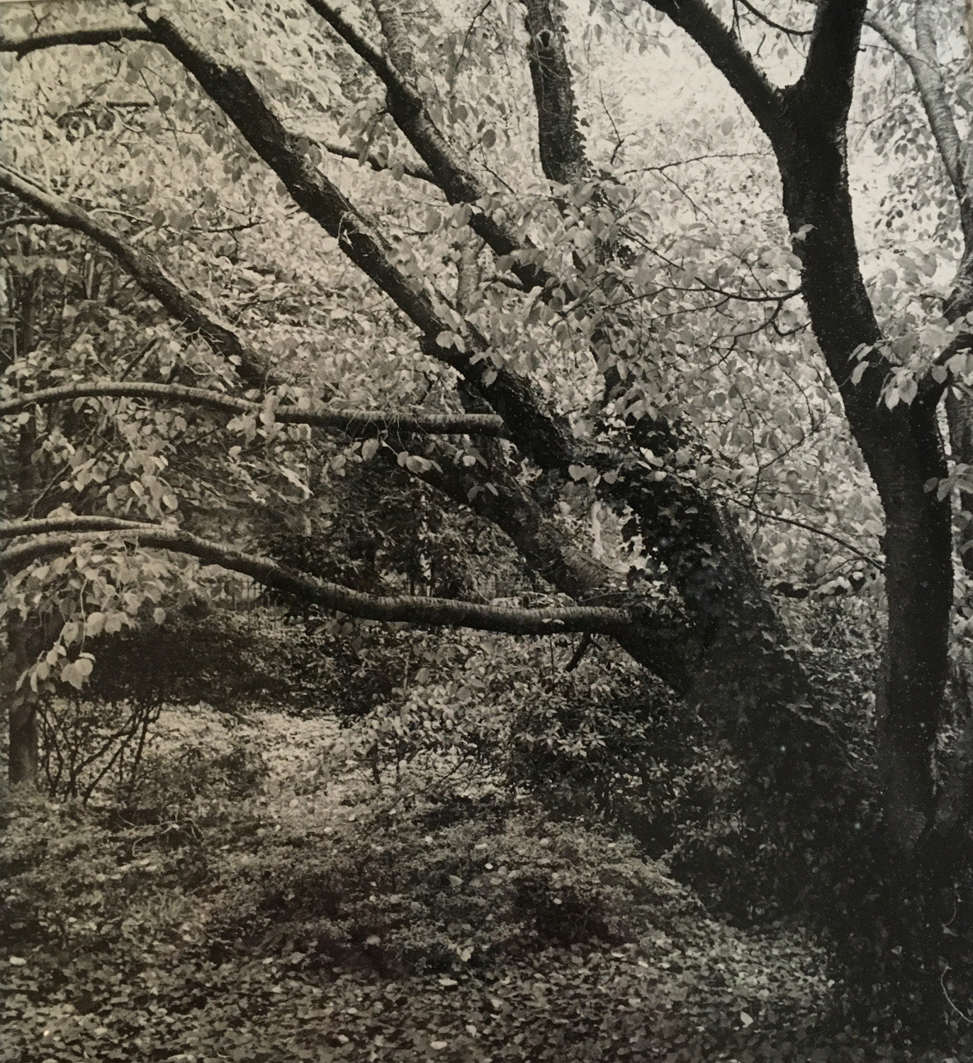 Mortimer Frank, a Toscanini scholar, was also an avid photographer. The above piece was featured in a gallery on 86th Street. Frank died March 30, age 87.