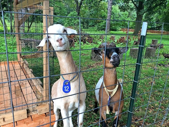 As of July 24, Iris, left, and Manny have been eating the invasive species on the eastern side of the Van Cortlandt House Museum grounds. The goats have been more effective than humans when it comes to getting rid of invasive species.