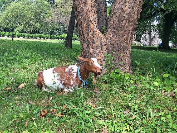 Lulu is one of the goats who stays in Van Cortlandt Park to eat away at the burdock and porcelain berries — typically invasive plant species that’s hard to get rid of otherwise. Lulu stayed at the park between June 30 and July 24.