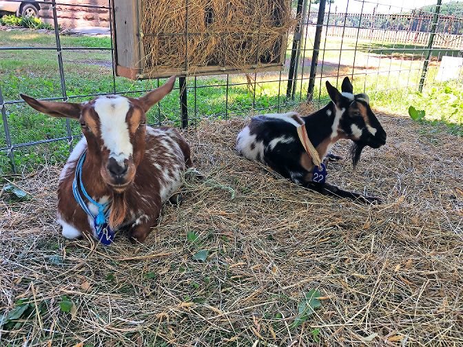 Lulu, left, and Patches were the first pair of goats staying at Van Cortlandt Park this summer to help rid the grounds invasive plant species. Lulu and Patches stayed to eat invasive species in the park between June 30 and July 24.